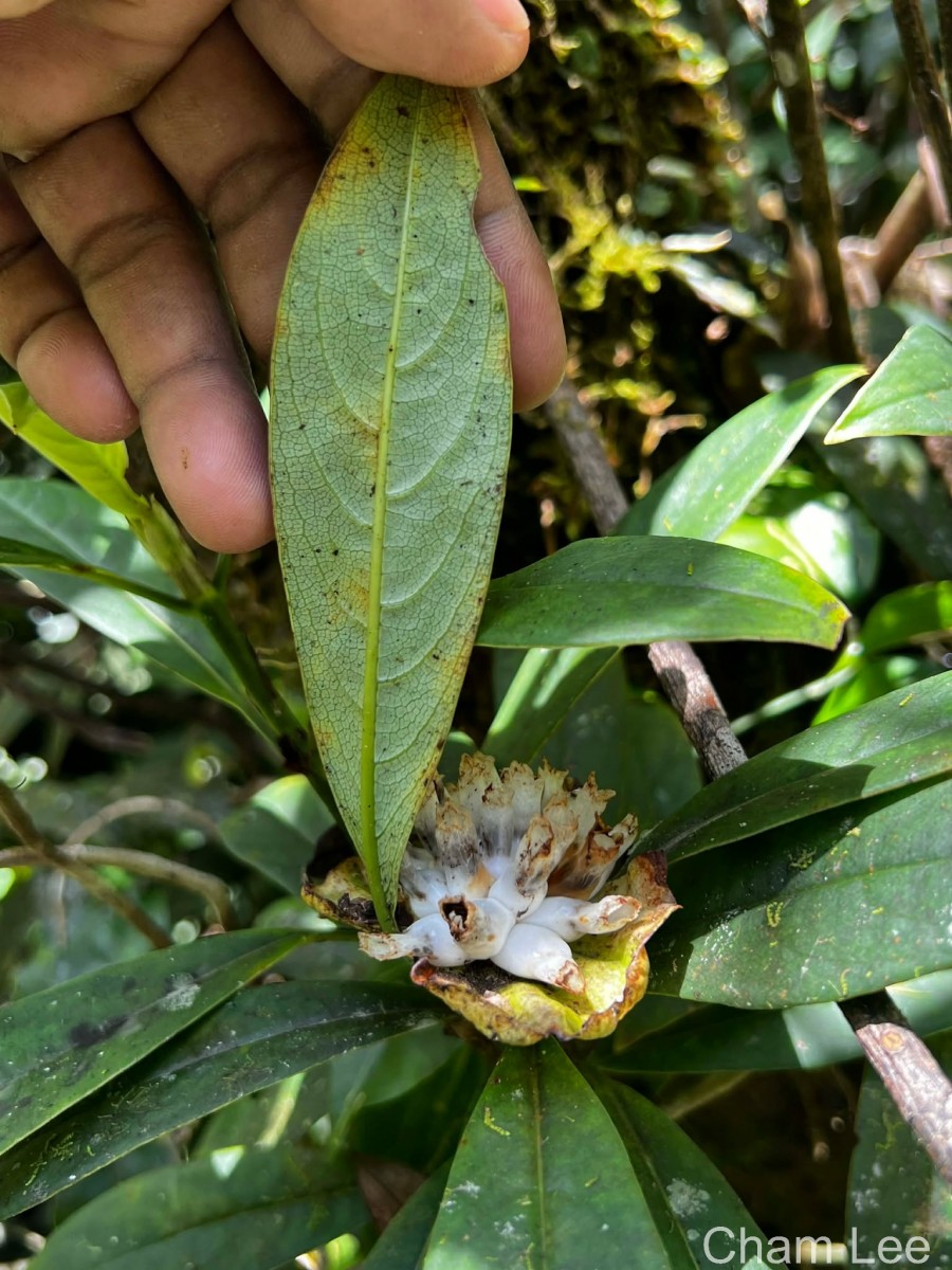 Leucocodon reticulatum Gardner
